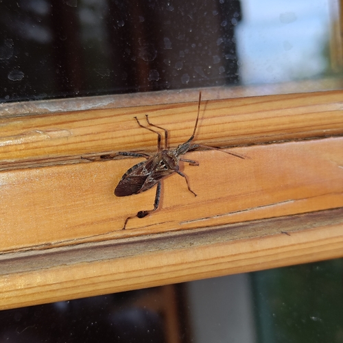 Western Conifer Seed Bug