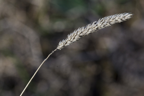 Phleum phleoides observed 2026-10-11