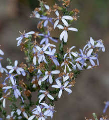 Olearia lanuginosa
