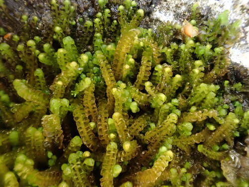 Sphenolobus saxicola, 2026-10-09
