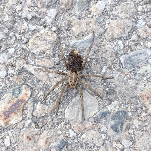 Radiated Wolf Spider