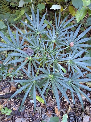 Stinking hellebore