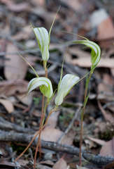 Pterostylis ampliata