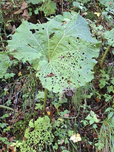 Common Butterbur