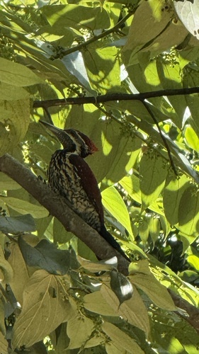 Red-backed Flameback