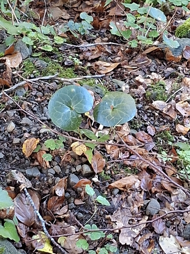 Asarabacca