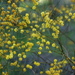 Acacia gracilifolia - Photo (c) Chris Lindorff, μερικά δικαιώματα διατηρούνται (CC BY-NC), uploaded by Chris Lindorff