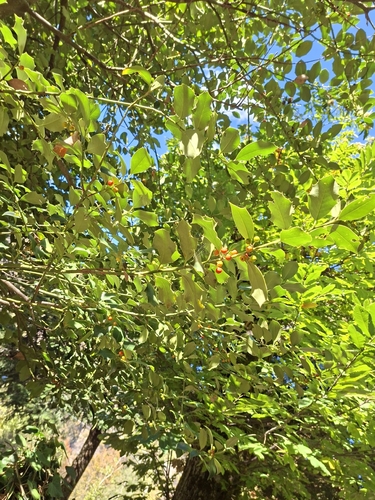 European holly