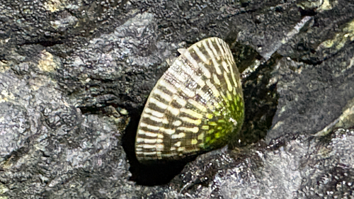 Lottia persona observed 2026-10-11