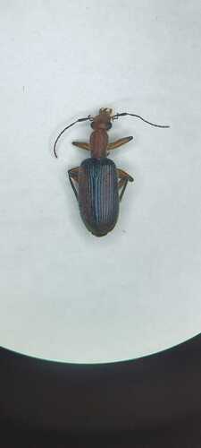 Helluomorphoides nigripennis