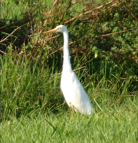 Plumed Egret