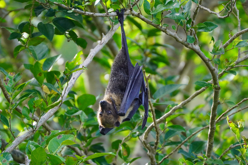 Pteropus mariannus observed 2026-10-12