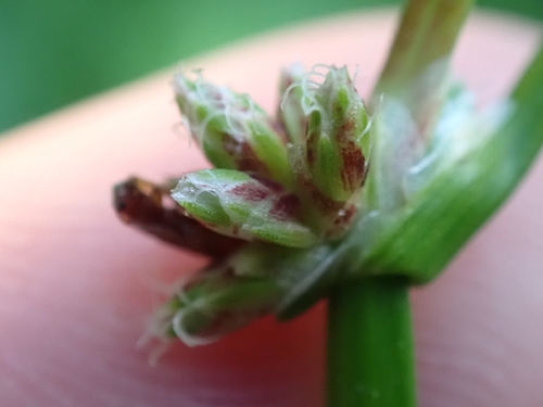 Isolepis prolifera observed 2026-10-12