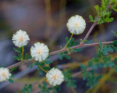 Acacia mitchellii