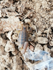 Uroplectes triangulifer