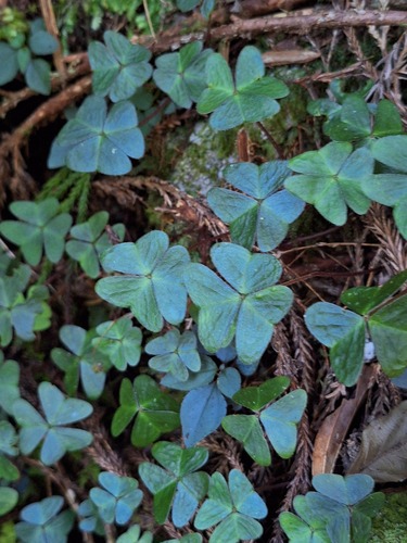 Oxalis griffithii observed 2026-10-10