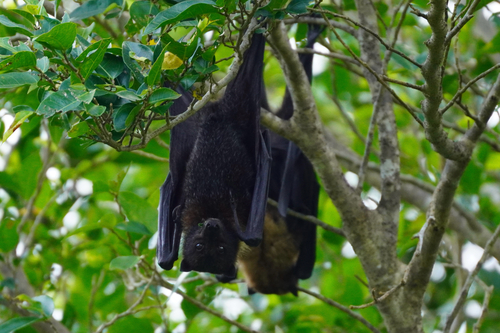 Pteropus mariannus observed 2026-10-12