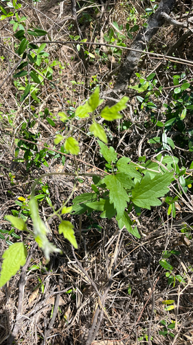 Clematis orientalis, 2026-10-06