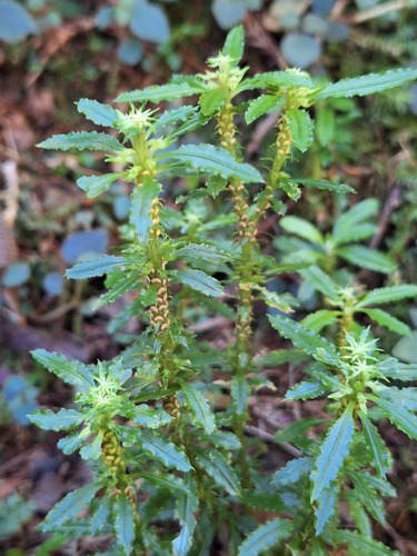 Huperzia serrata observed 2026-10-10