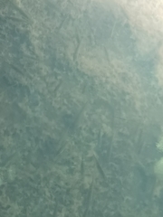 Gasterosteus aculeatus