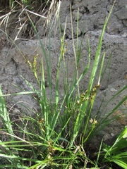 Juncus gerardi