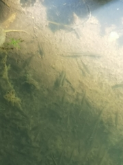 Gasterosteus aculeatus