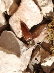 Ctenicera virens