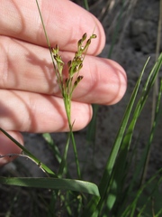 Juncus gerardi
