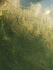 Gasterosteus aculeatus