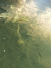 Gasterosteus aculeatus