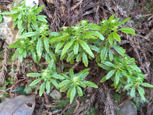 Huperzia serrata observed 2026-10-10