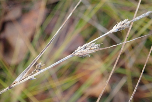 Carex lasiocarpa observed 2026-10-09