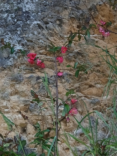 Lagenaria observed 2026-10-12