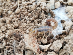 Uroplectes triangulifer