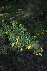 Pultenaea graveolens