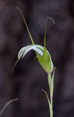 Pterostylis ampliata