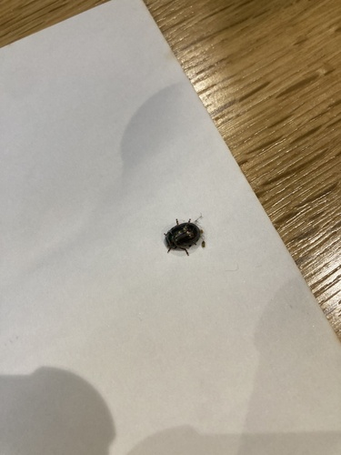 Rosemary Beetle