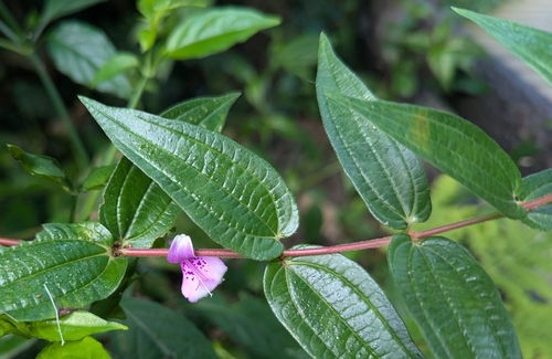 Gonostegia triandra observed 2026-10-12