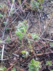 Acmispon heermannii orbicularis