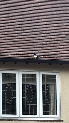 Eurasian Magpie