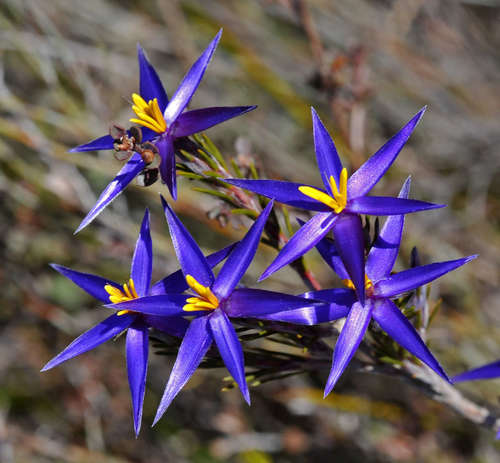Image of Calectasia intermedia by (c) Chris Clarke, some rights reserved (CC BY)