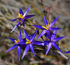 Calectasia intermedia