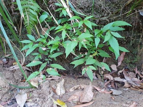 Ageratina riparia observed 2026-10-12
