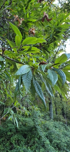 Sweet Chestnut
