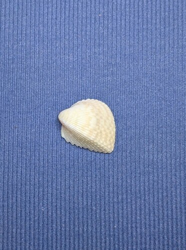 Fragum fragum observed 2026-10-11