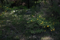 Pultenaea graveolens