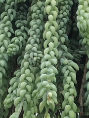 Sedum morganianum