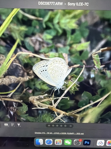 Pale Grass Blue
