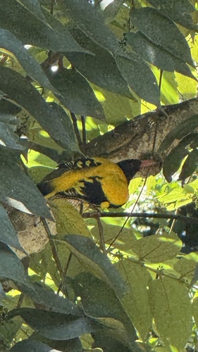 Black-hooded Oriole