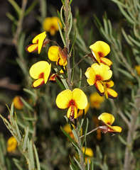 Bossiaea rosmarinifolia